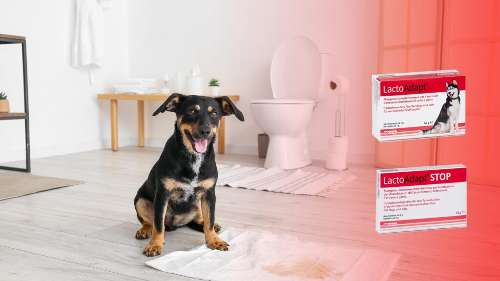 Restore Your Pet’s Intestinal Balance