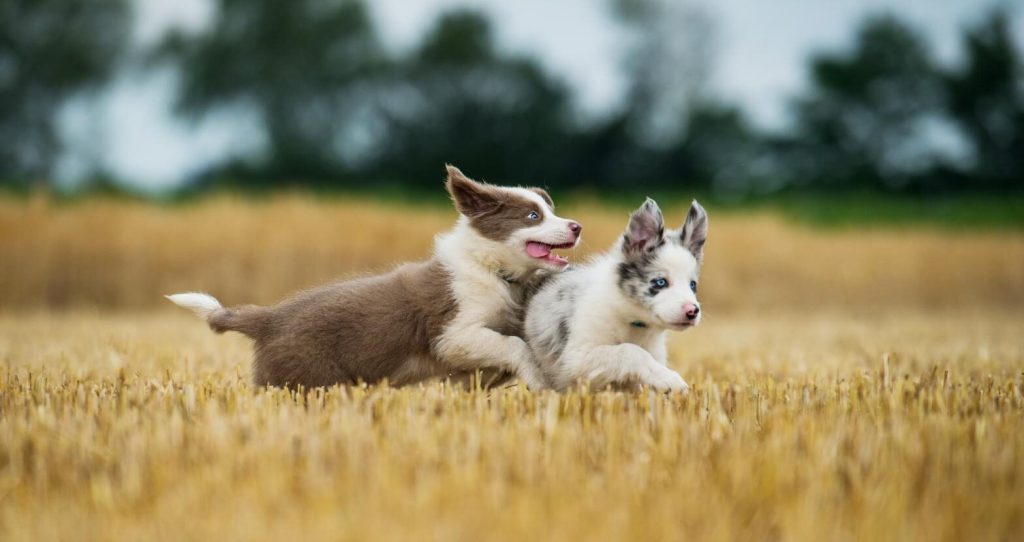 Crescita del Cucciolo