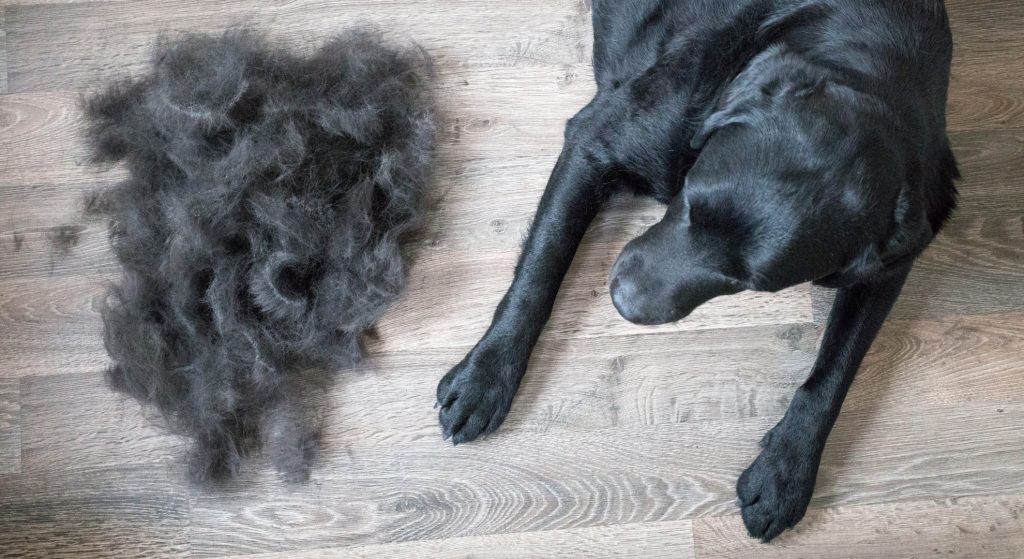 Seasonal changes in dogs and cats